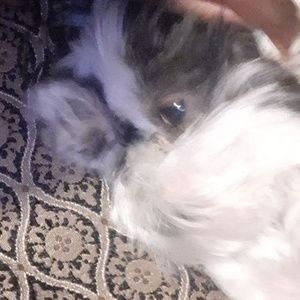 Meet your Posher, Franchetta